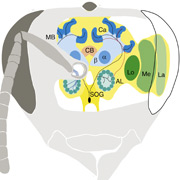 Маленький шедевр природы: мозг пчелы объёмом всего 1 мм3 содержит зрительные доли (участки LA, ME и LO), обладающие схемами для опознания цвета, детекции движения, определения граней и фиксации поляризации, грибовидное тело (MB), отвечающее за обучение и память, чашечки (Ca), включающие нейроны, необходимые для восприятия механических воздействий, антеннальные доли (AL) и ряд других специализированных отделов (иллюстрация Current Biology).